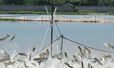 魚塘監(jiān)控安裝過程中，應(yīng)該選擇紅外攝像頭還是全彩攝像頭